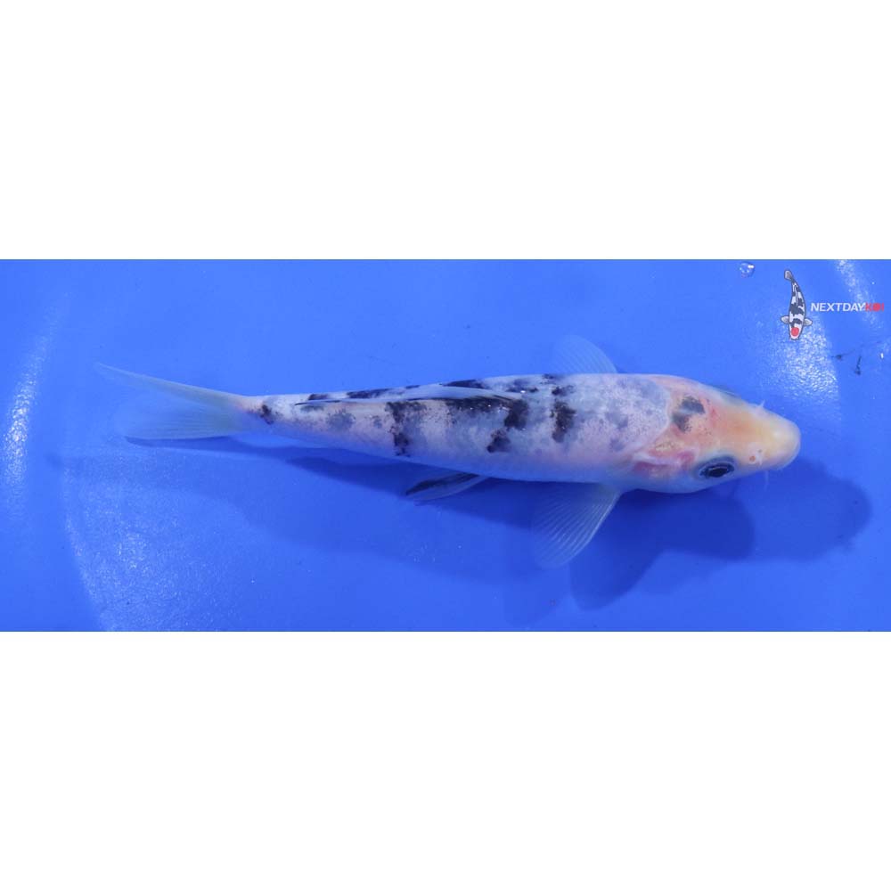 5” Imported Shiro Bekko