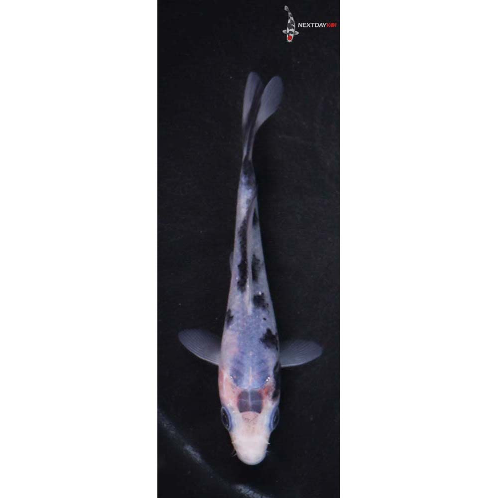 4” Imported Matsukawabakke