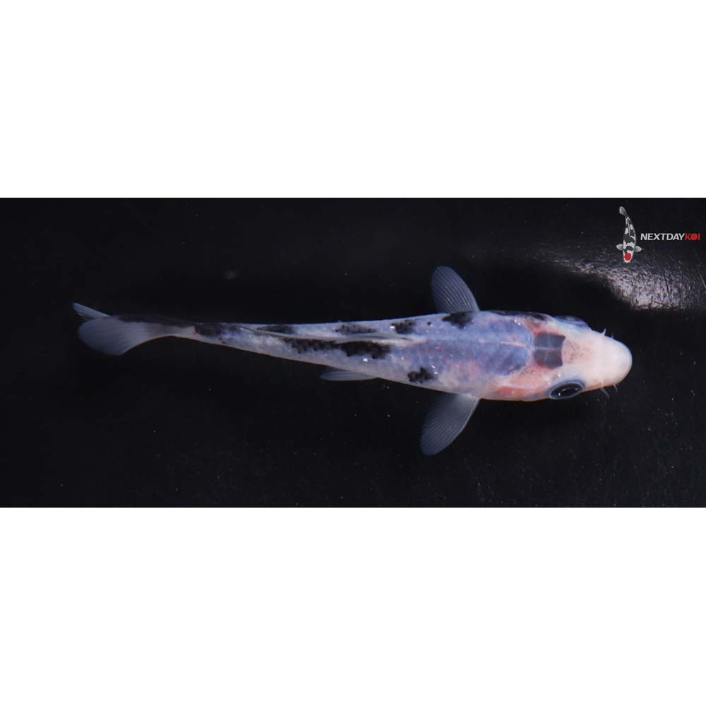 4” Imported Matsukawabakke