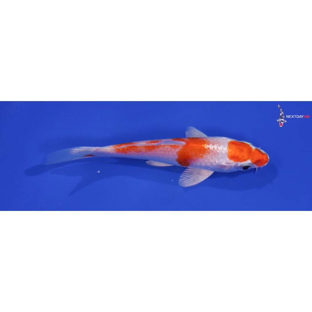 4.5” Imported Hariwake