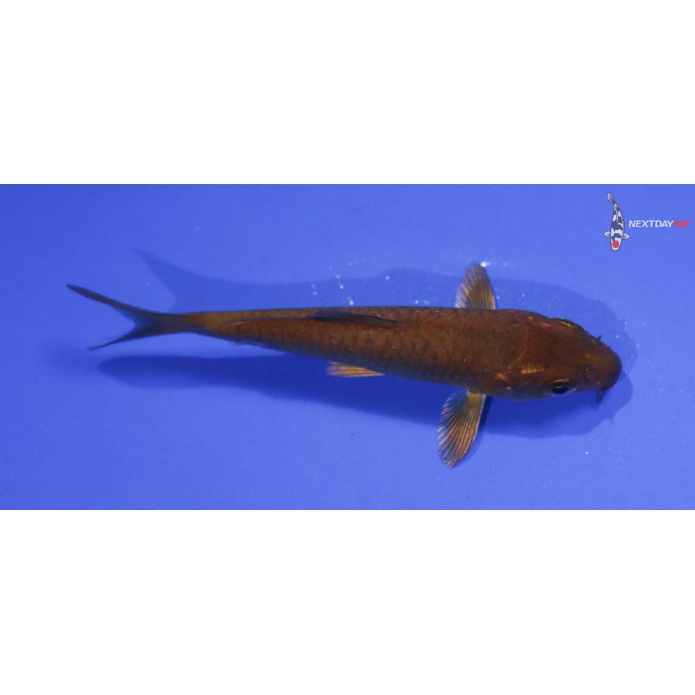 3.5” Imported Chagoi