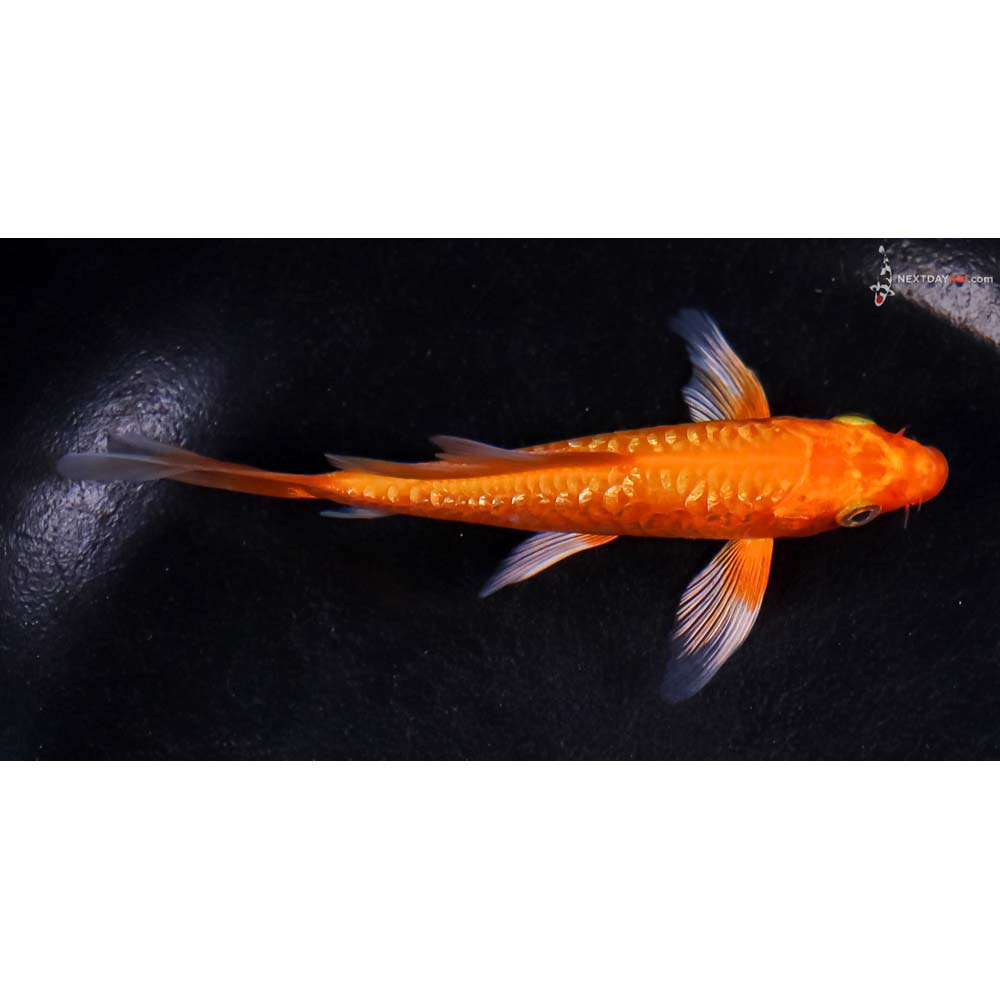 4.5” Imported Gin Rin Armor Scaled Orenji Ogon Butterfly Koi