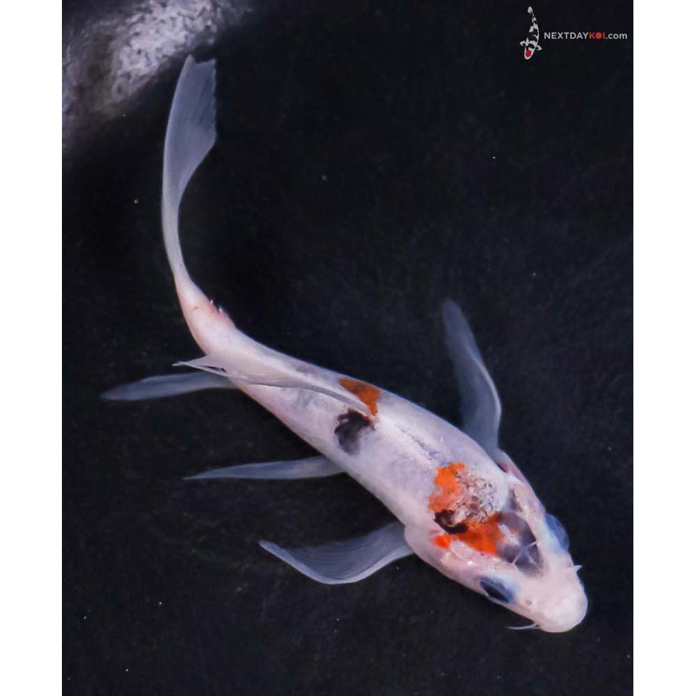 4.5” Imported Goromo Butterfly Koi