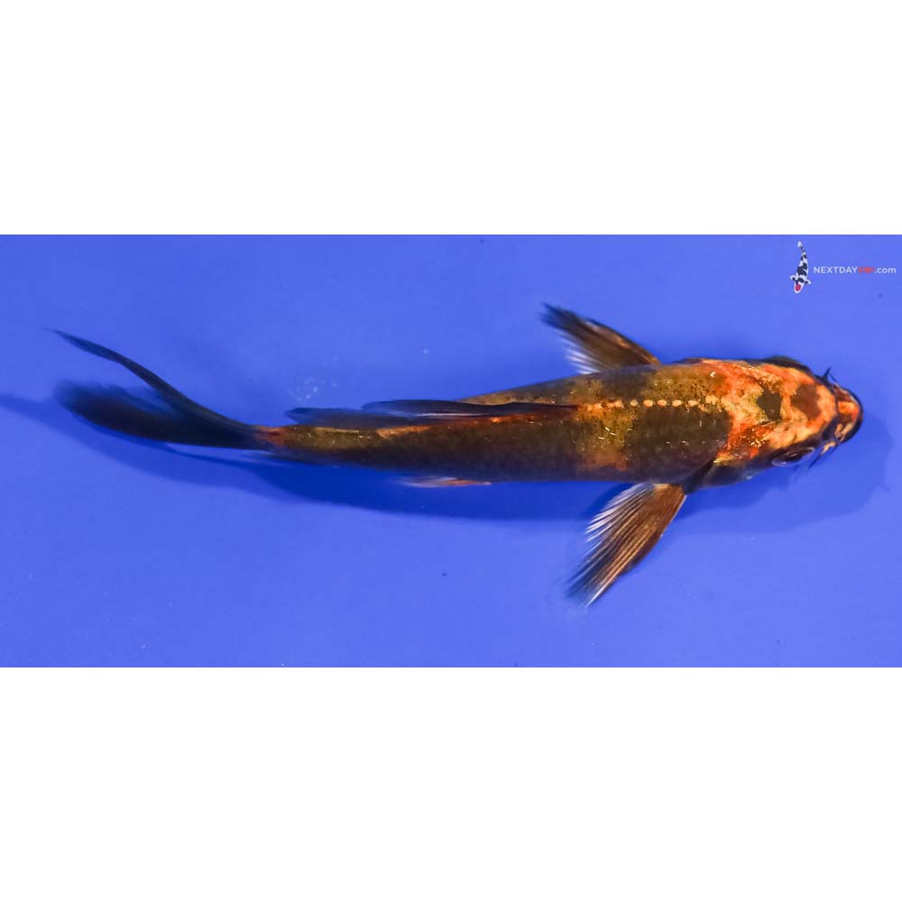 4.5” Imported Kin Hi Utsuri Butterfly Koi