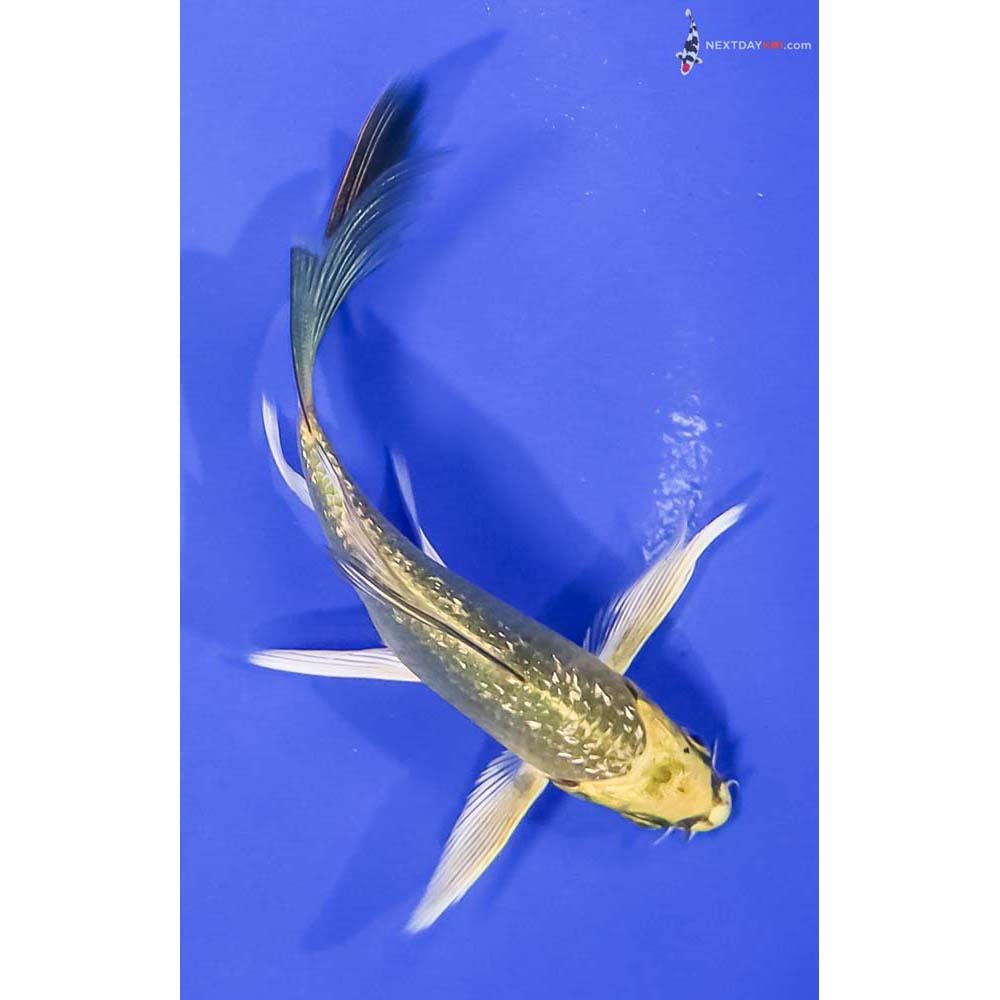 5” Imported Gin Rin Ki Matsuba Butterfly Koi