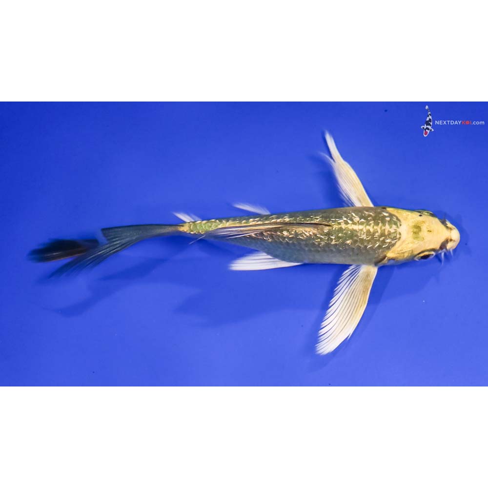 5” Imported Gin Rin Ki Matsuba Butterfly Koi