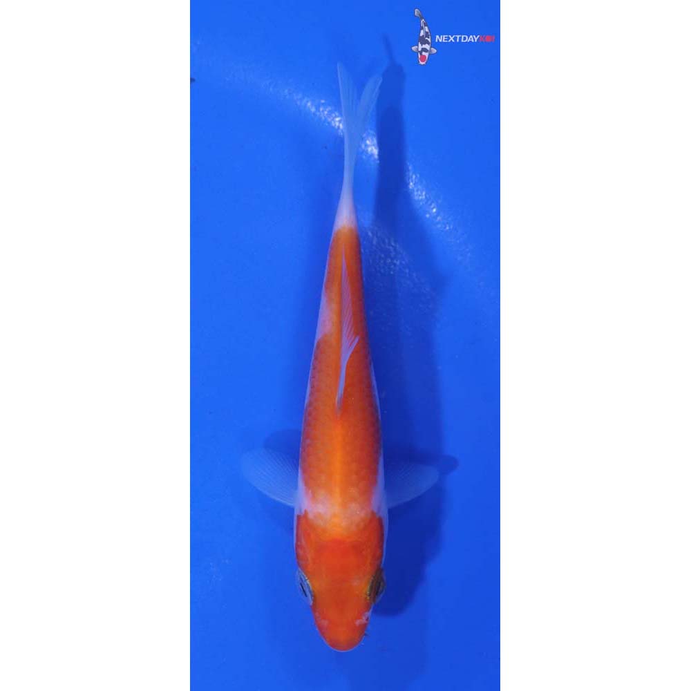4” Imported Kohaku