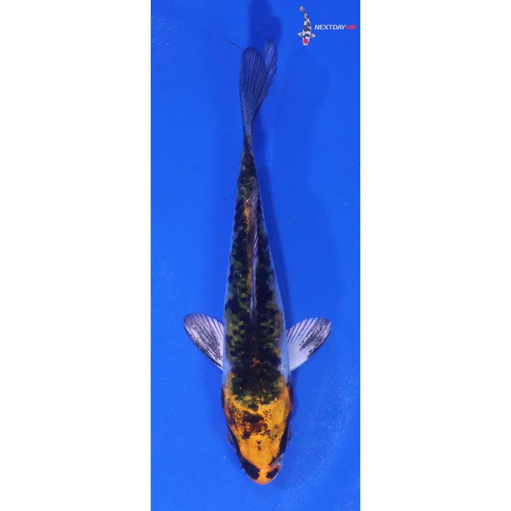 4” Imported Kujaku