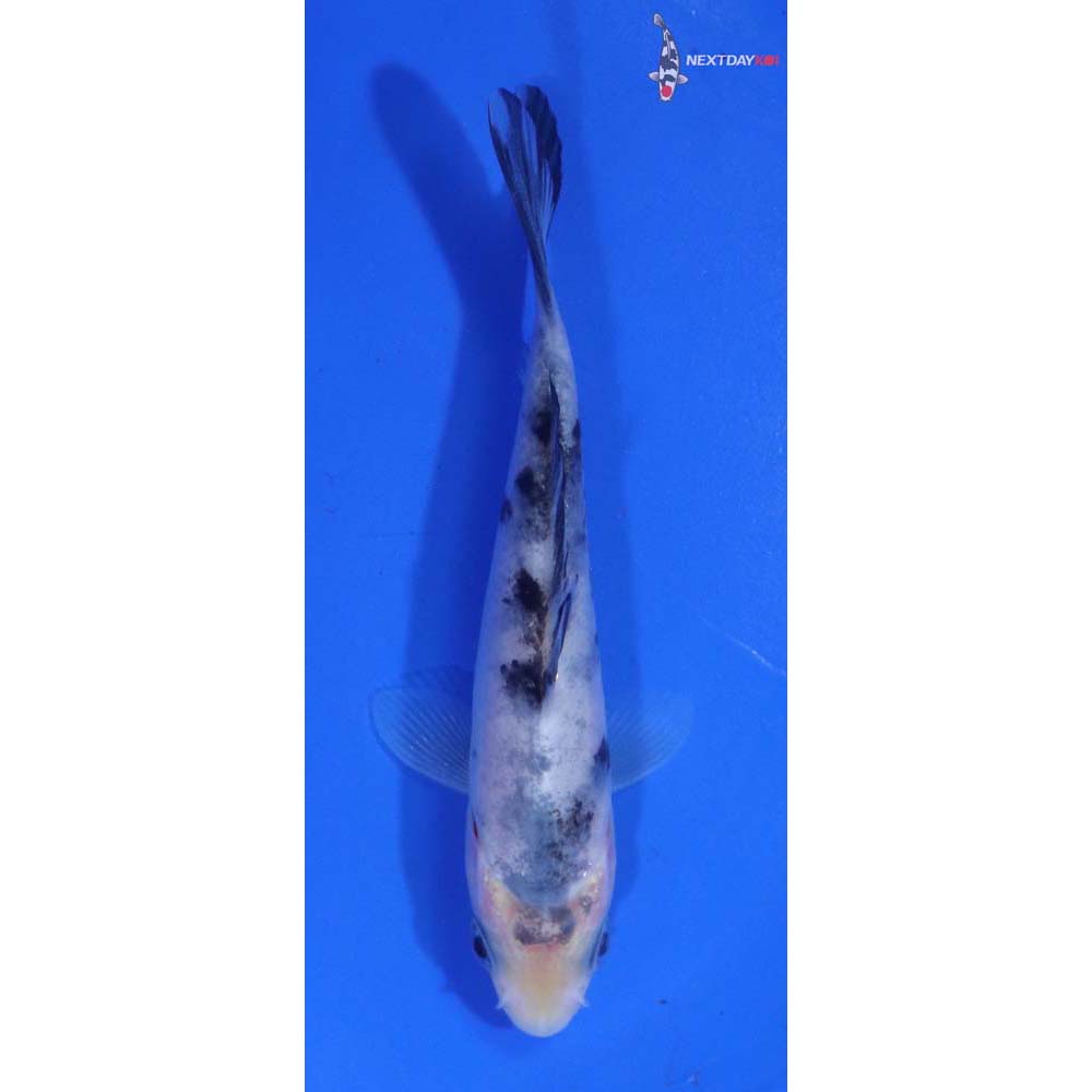 4” Imported Shiro Bekko