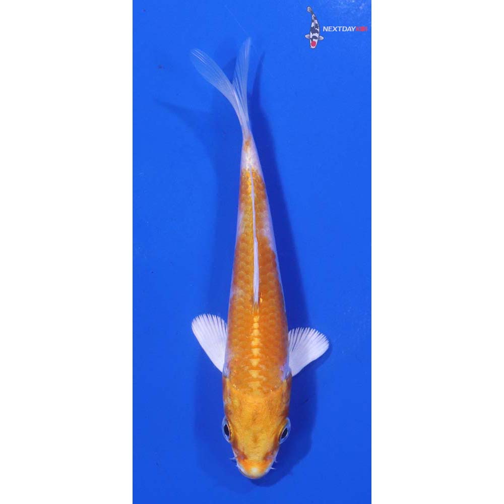 4” Imported Hariwake