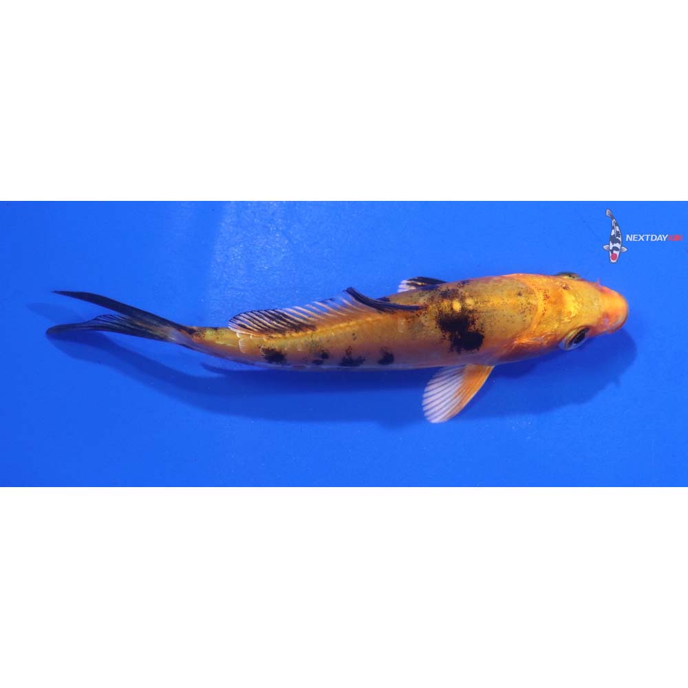 4” Imported Doitsu Kin Aka Bekko
