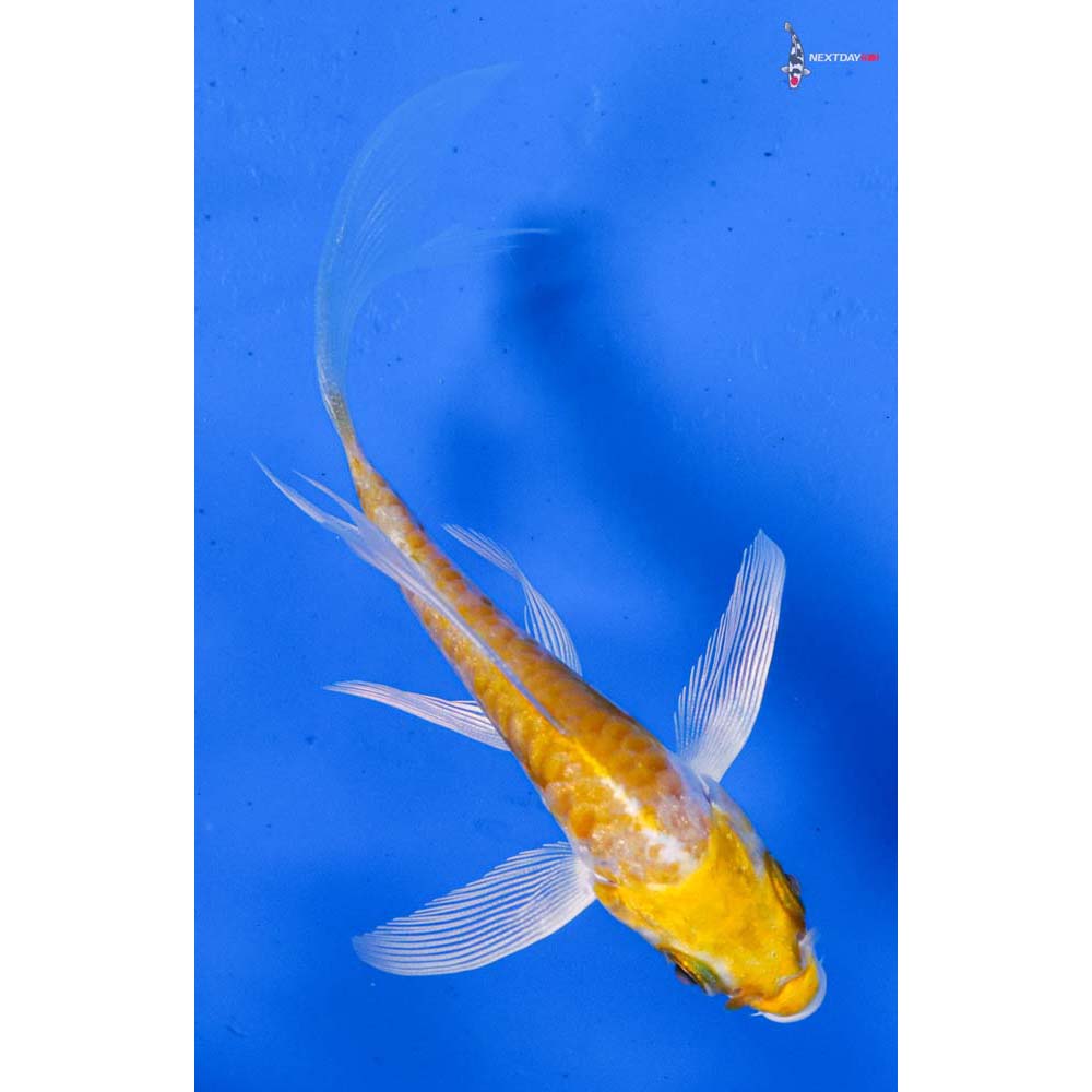 3.5” Imported Armor Scaled Lemon Hariwake Butterfly Koi