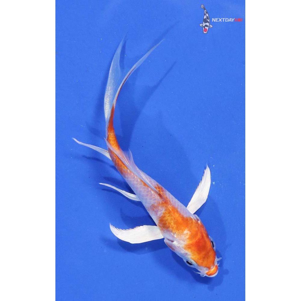 3” Imported Hariwake Butterfly Koi
