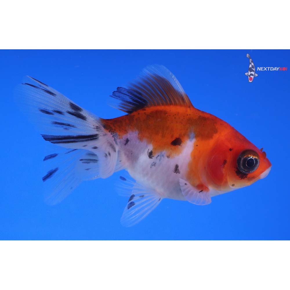 3” Imported Calico Fantail