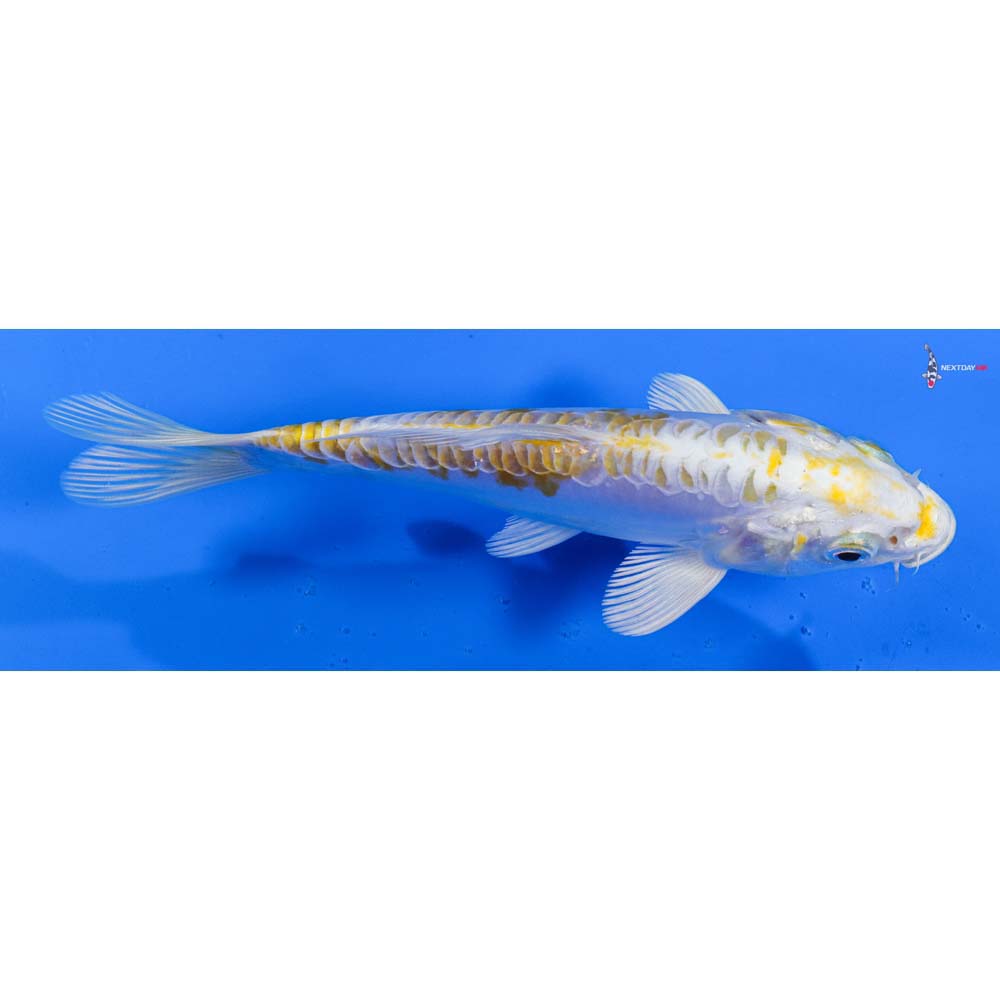 7” Imported Doitsu Lemon Hariwake