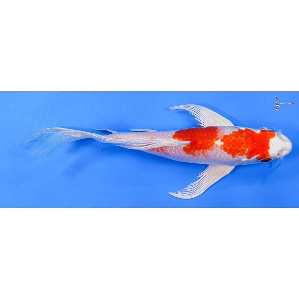 7” Imported Hariwake Butterfly Koi
