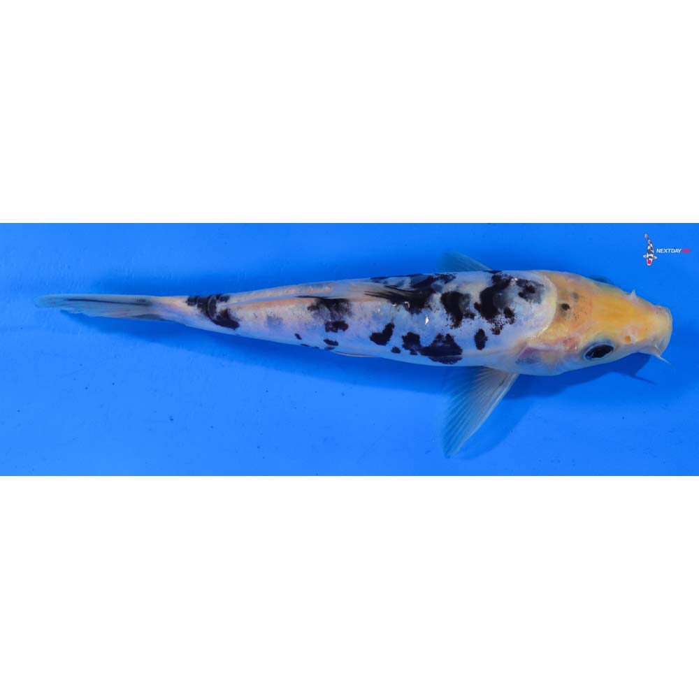 7” Imported Doitsu Shiro Bekko
