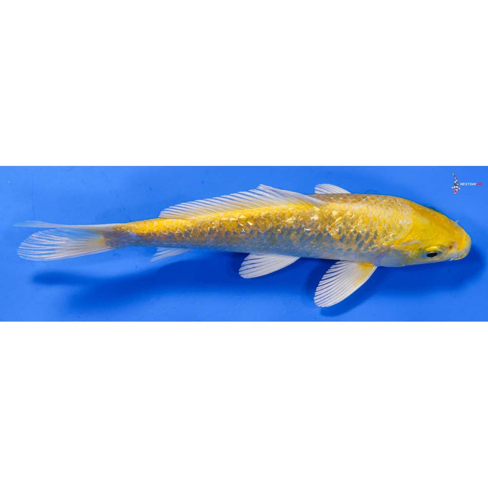 6.5” Imported Gin Rin Yamabuki Ogon