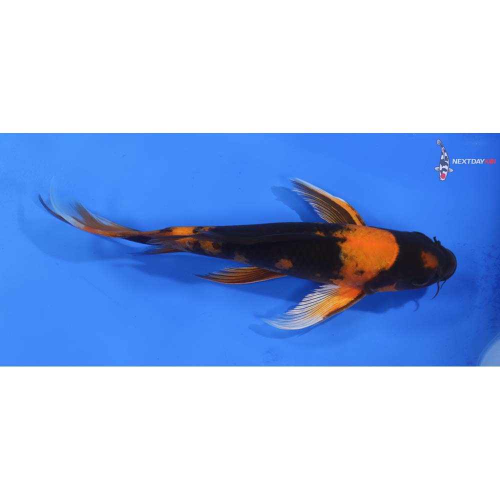 10” Imported Kin Hi Utsuri Butterfly Koi