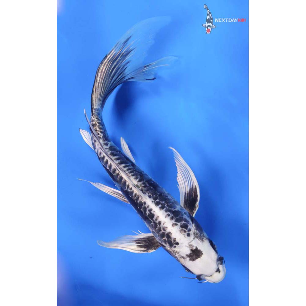 10” Imported Kikokuryu Butterfly Koi
