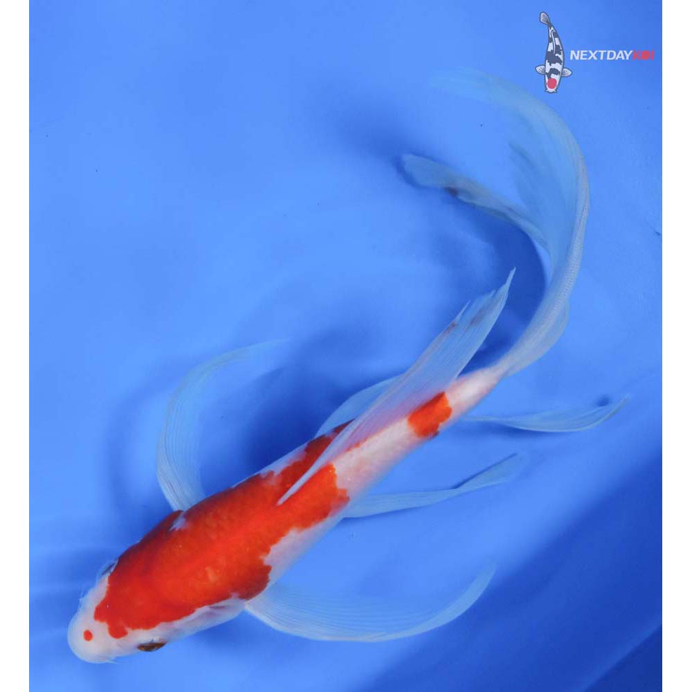 10” Imported Kohaku Butterfly Koi