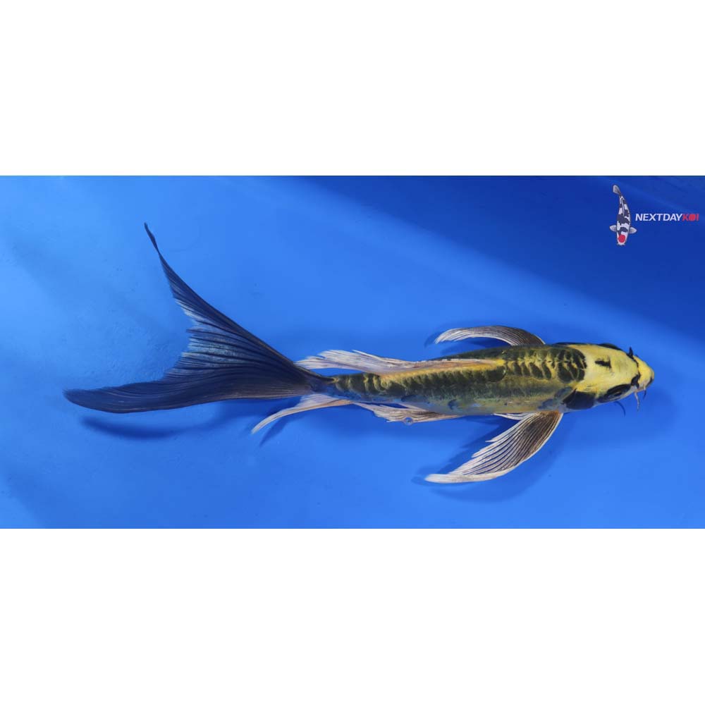 10.5” Imported Kin Kikokuryu Butterfly Koi