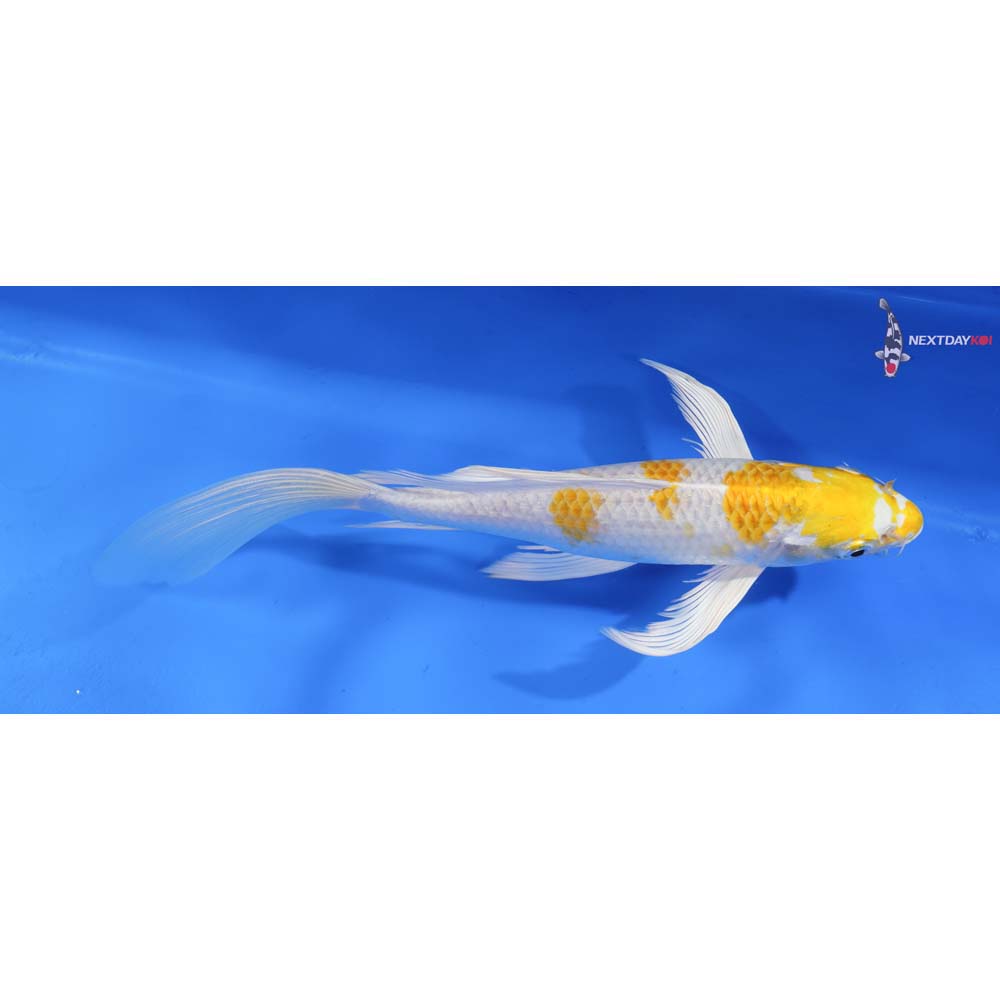 9.5” Imported Lemon Hariwake Butterfly Koi