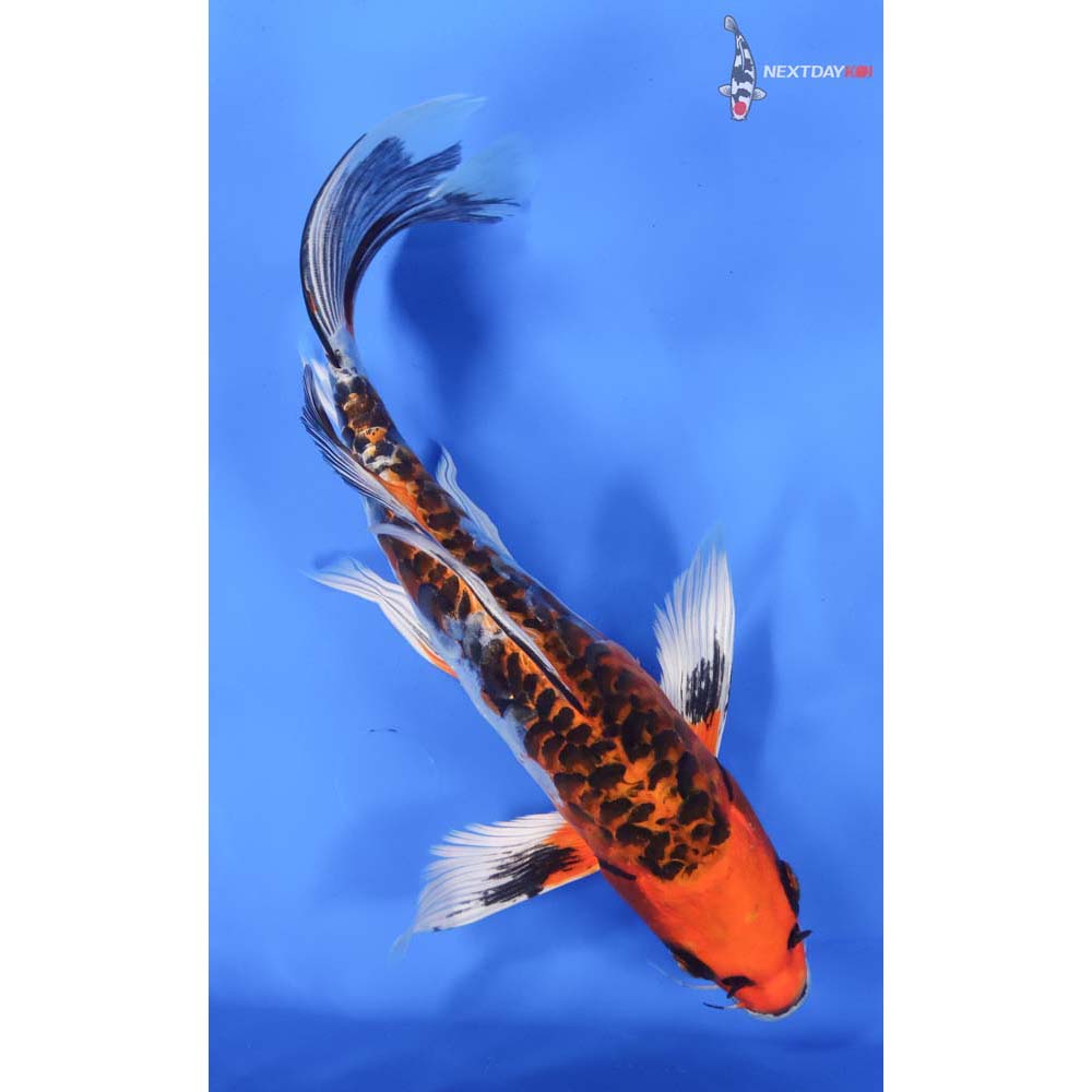 9.5” Imported Doitsu Kujaku Butterfly Koi