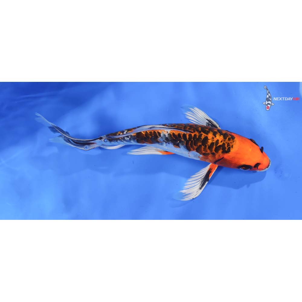 9.5” Imported Doitsu Kujaku Butterfly Koi