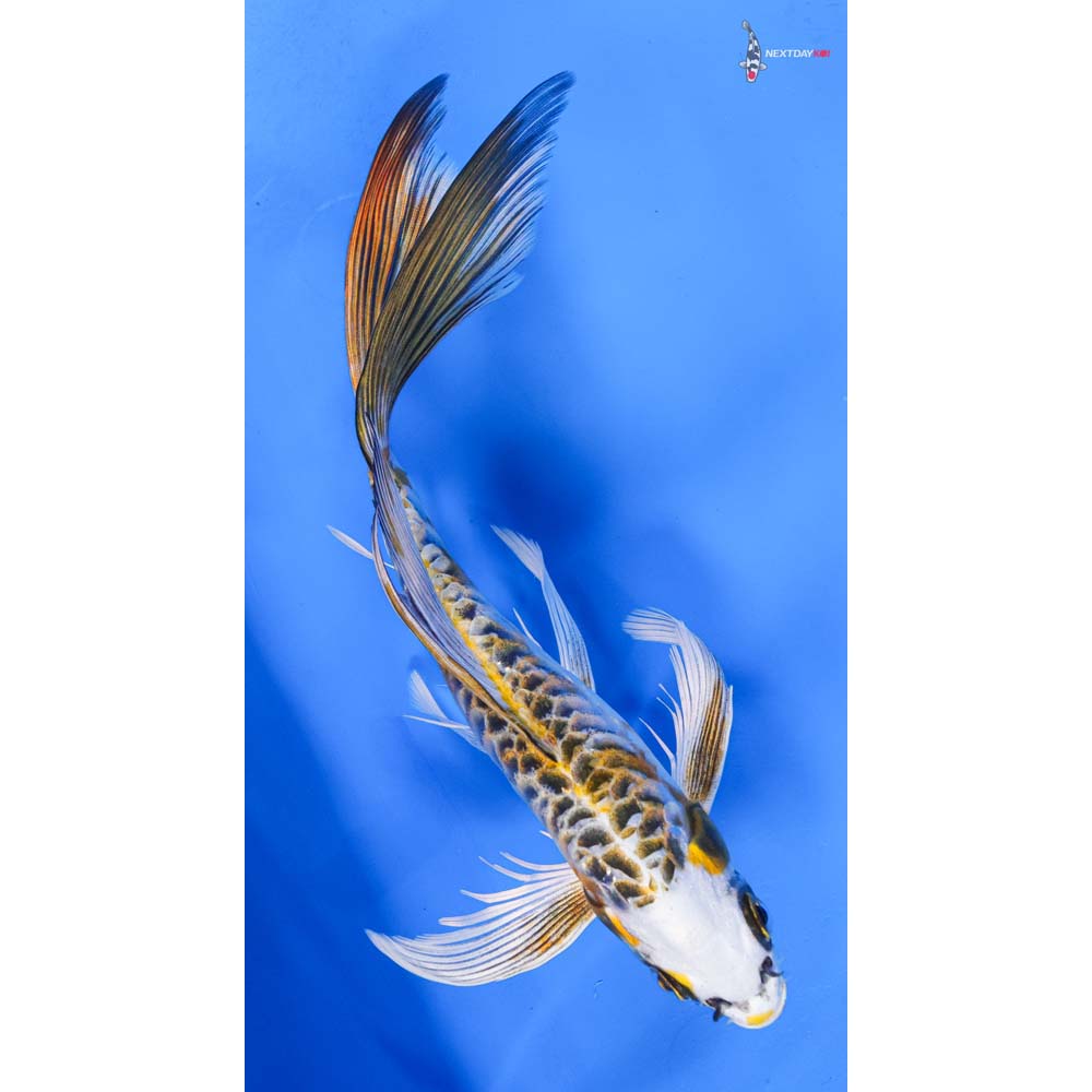 9” Imported Armor Scaled Kujaku Butterfly Koi