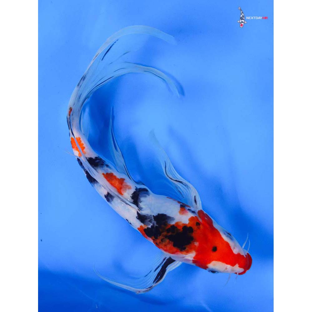 10” Imported Sanke Butterfly Koi