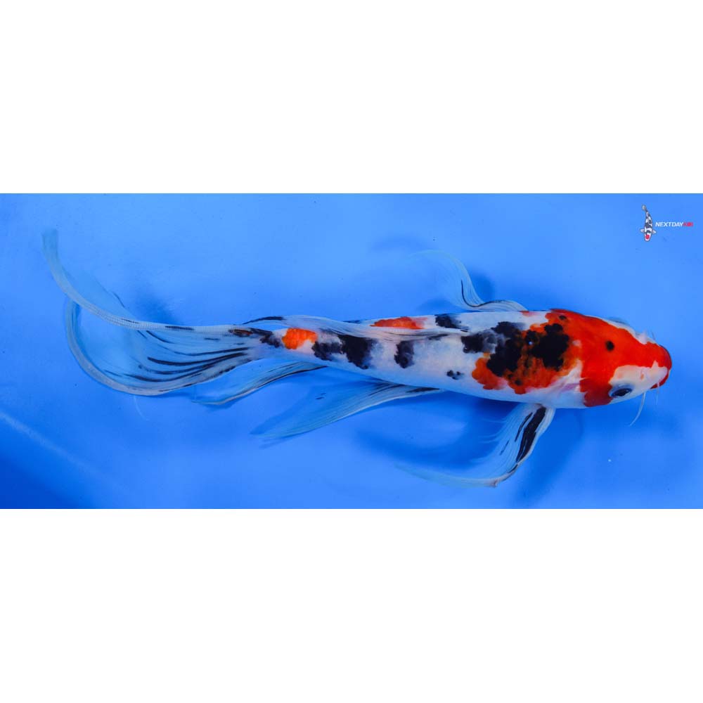 10” Imported Sanke Butterfly Koi