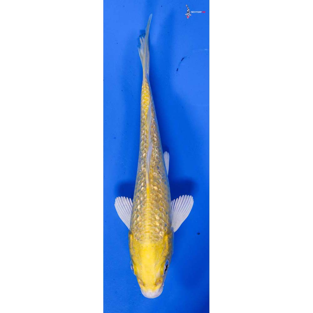 4.5” Imported Gin Rin Lemon Hariwake