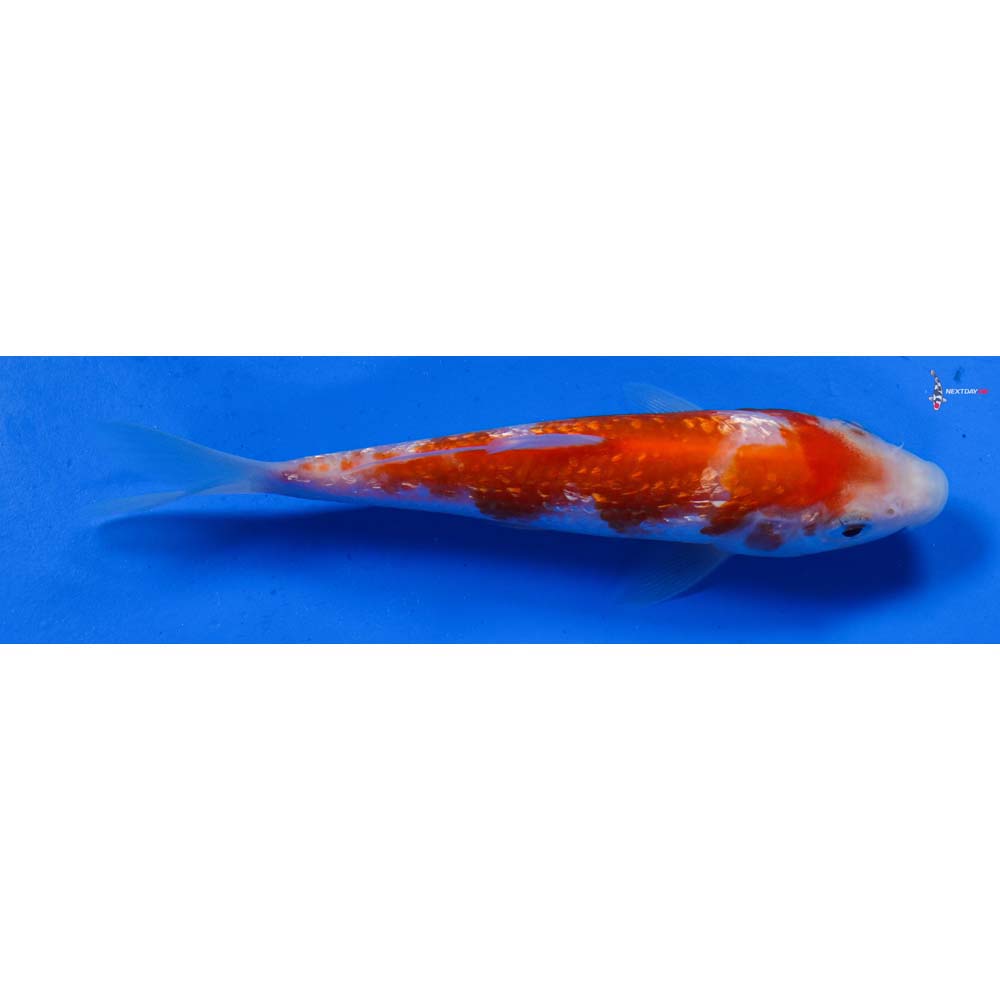4.5” Imported Gin Rin Kohaku