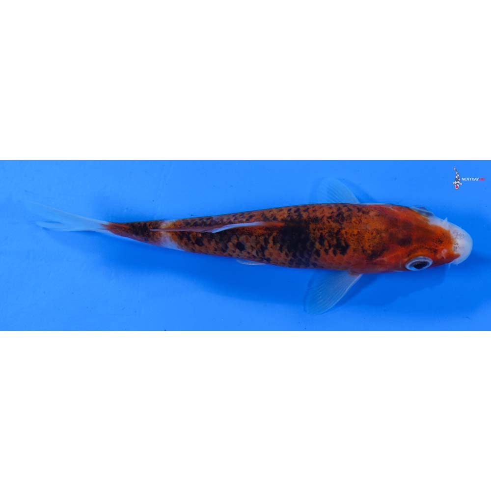 5” Imported Goromo