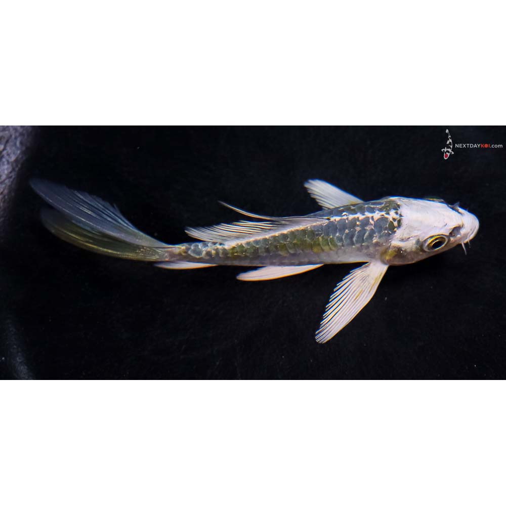 4” Imported Blue Armor Scaled Kujaku Butterfly Koi