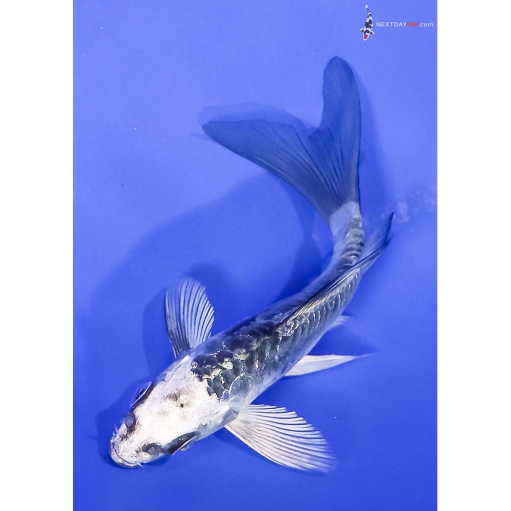 4.5” Imported Kikokuryu Butterfly Koi