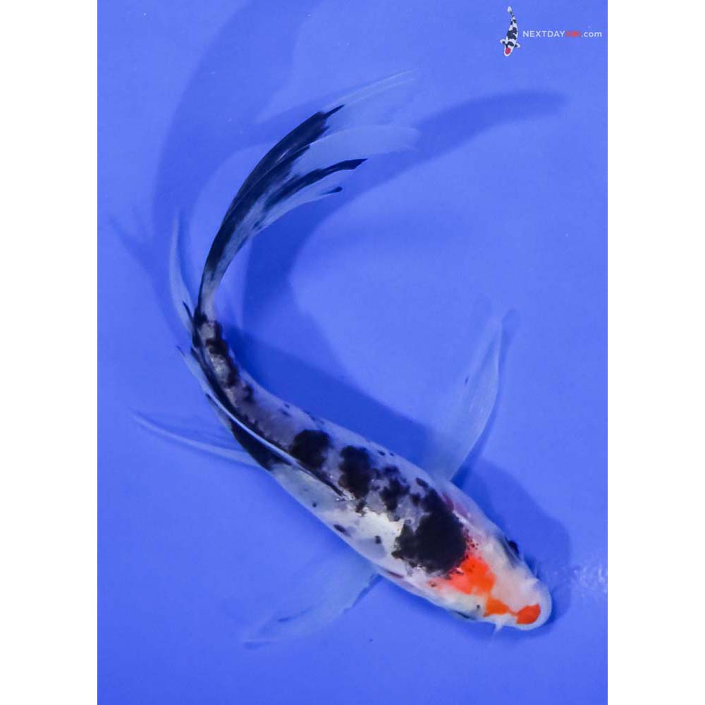 4.5” Imported Sanke Butterfly Koi