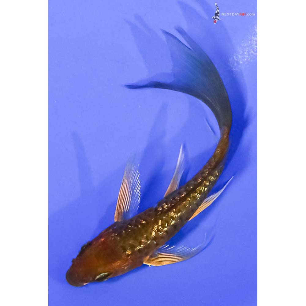 4.5” Imported Gin Rin Armor Scaled Chagoi Butterfly Koi