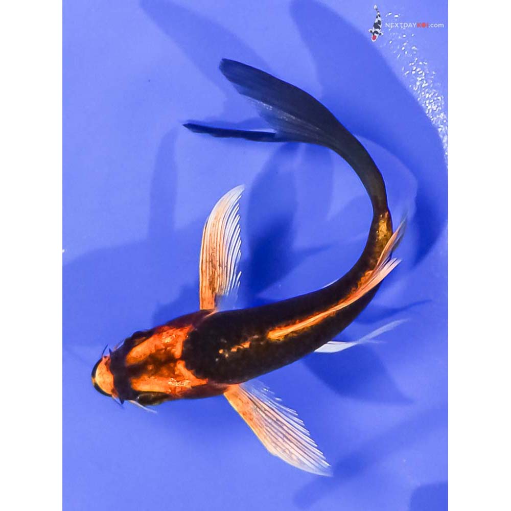 4.5” Imported Orenji Matsuba Butterfly Koi