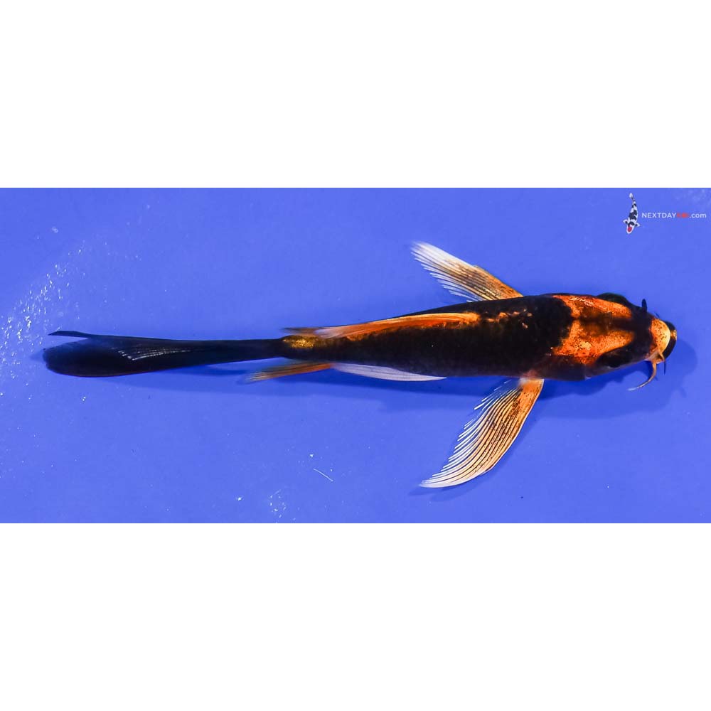 4.5” Imported Orenji Matsuba Butterfly Koi