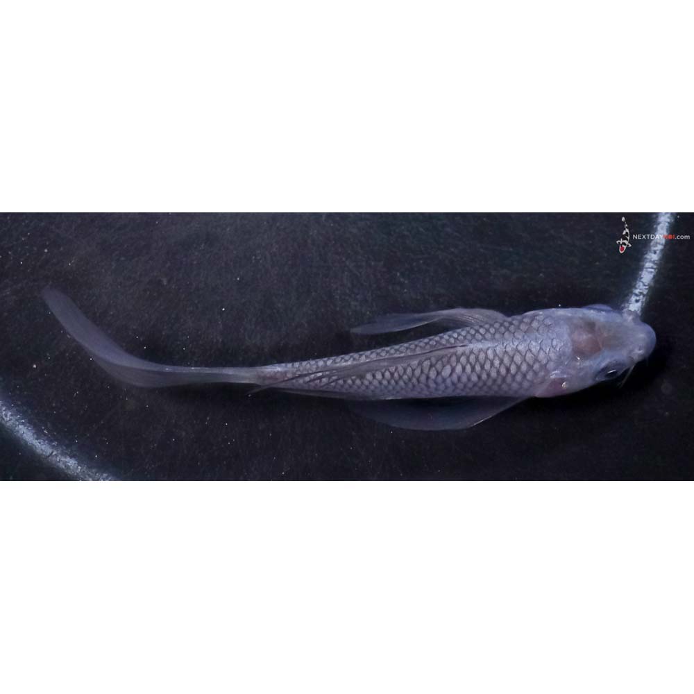 4.5” Imported Soragoi Butterfly Koi