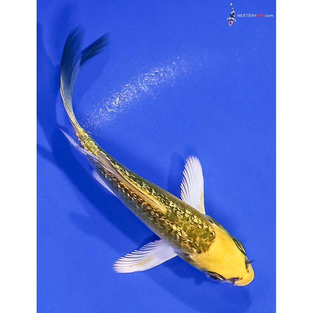 4” Imported Gin Rin Kujaku Butterfly Koi