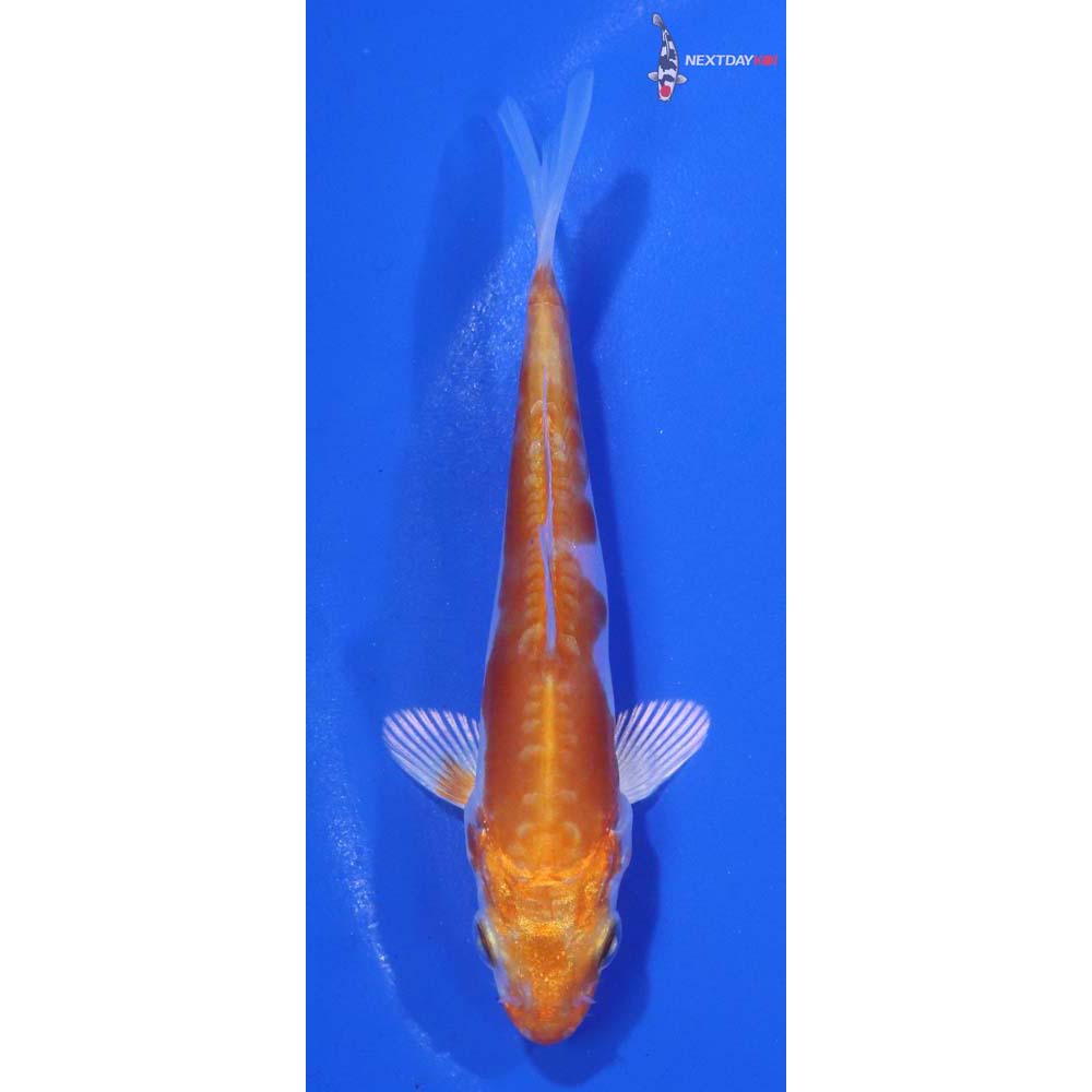 3.5” Imported Kikusui