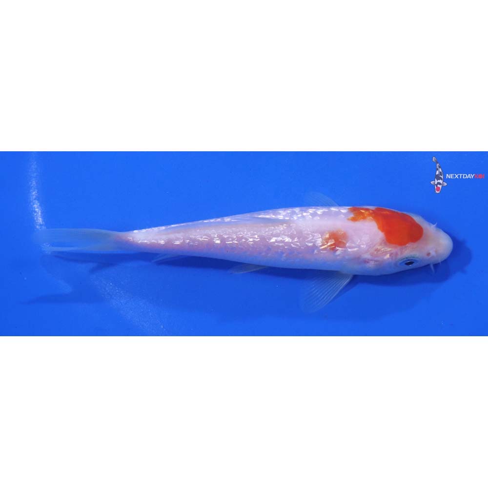 4.5” Imported Gin Rin Kohaku