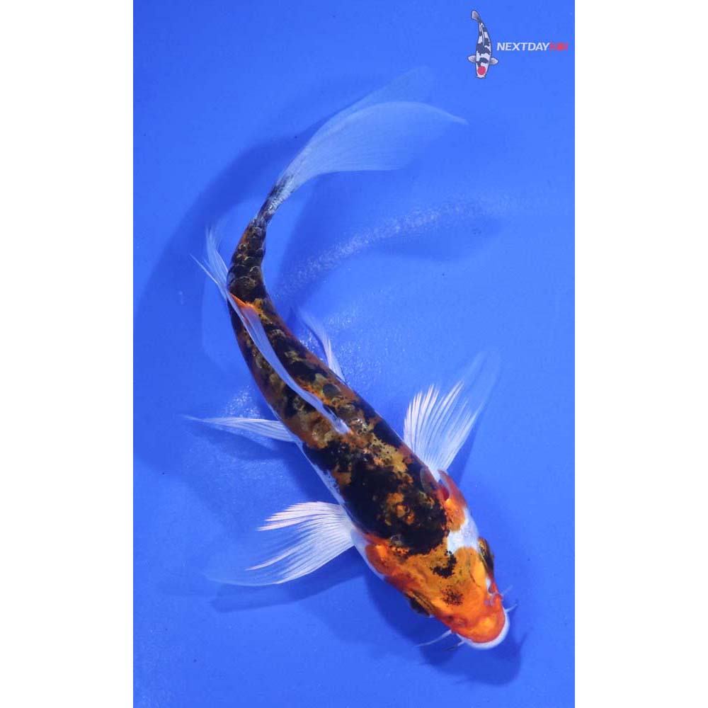 4.5” Imported Heisei Nishiki Butterfly Koi