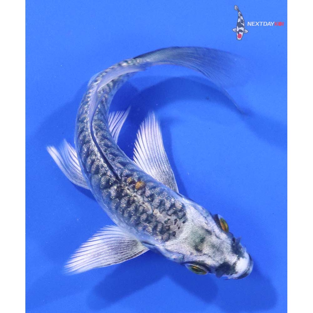 4.5” Imported Armor Scaled Kujaku Butterfly Koi