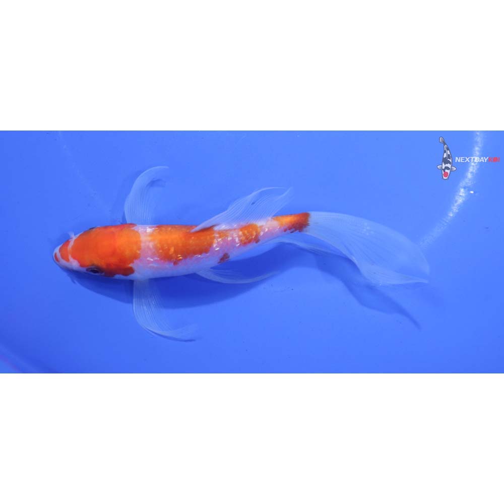5” Imported Gin Rin Kohaku Butterfly Koi