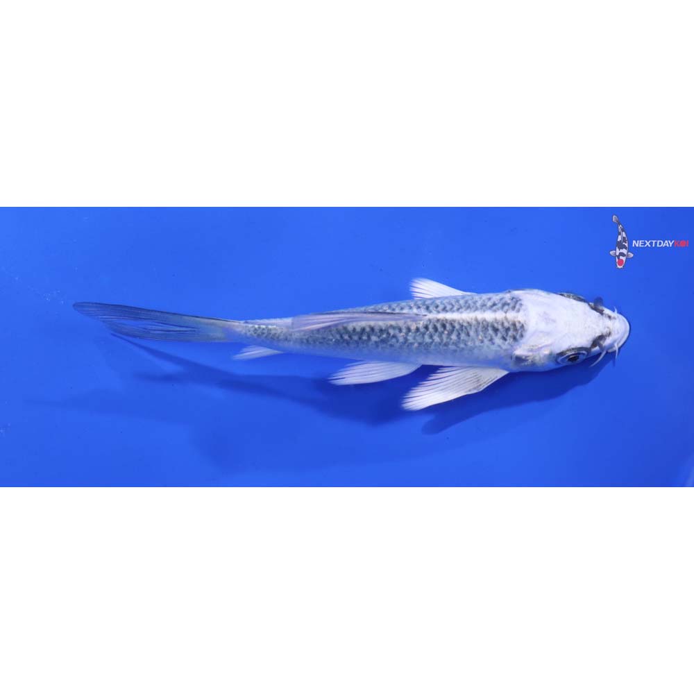 4.5” Imported Gin Matsuba Butterfly Koi