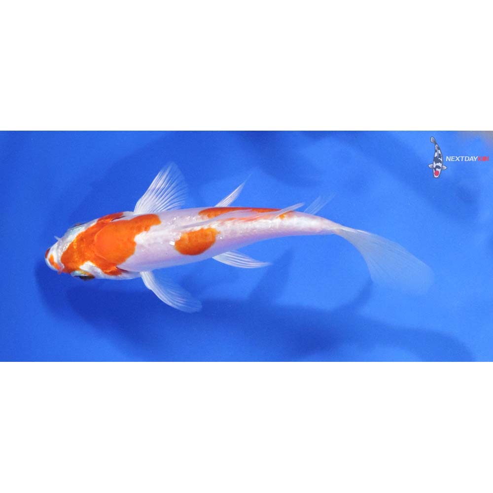 4.5” Imported Kikusui Butterfly Koi